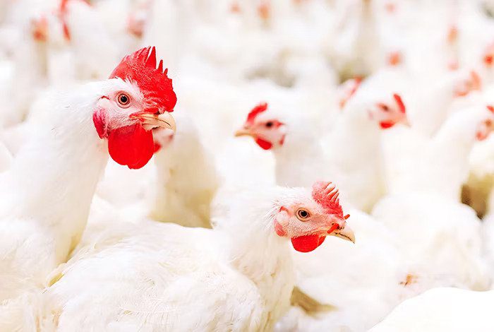 broiler chicken growth stages with tips to avoid poultry farming mistakes