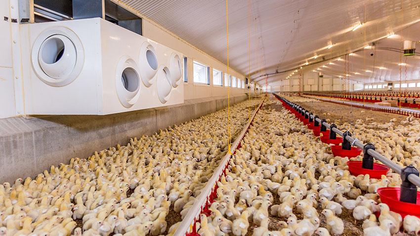 proper poultry housing design to avoid common poultry farming mistakes