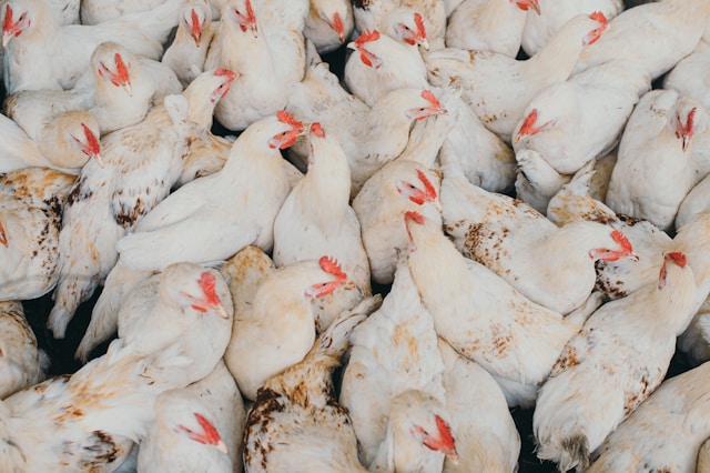 Brazil poultry industry processing frozen chicken for export