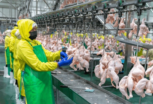 Workers in Brazilian poultry processing plant preparing frozen chicken for export