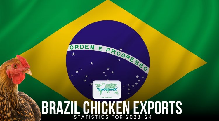 Frozen chicken export from Brazil farm production