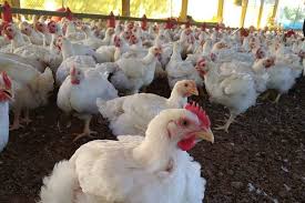 Why Brazil leads the world in poultry exports production