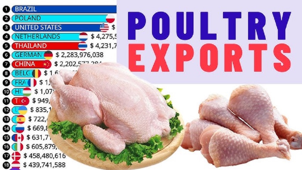 Top 20 Halal Chicken Export Companies Worldwide